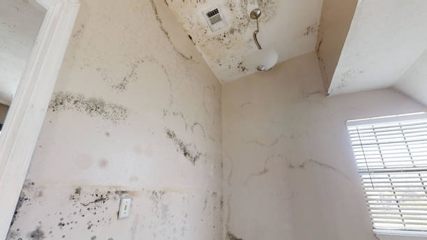 Mold Remediation for Rental Properties in Orange City, FL