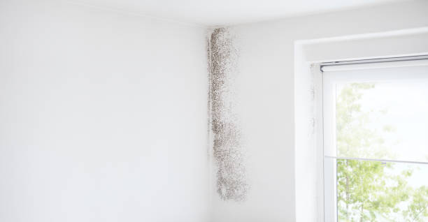 Orange City, FL Mold Removal Pros