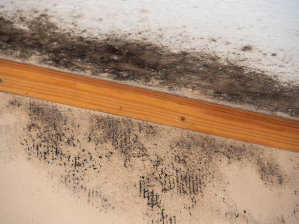 Best Basement Mold Removal  in Orange City, FL