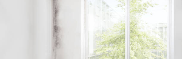 Best Residential Mold Inspection & Testing  in Orange City, FL