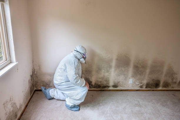 Trusted Orange City, FL Mold Removal Experts
