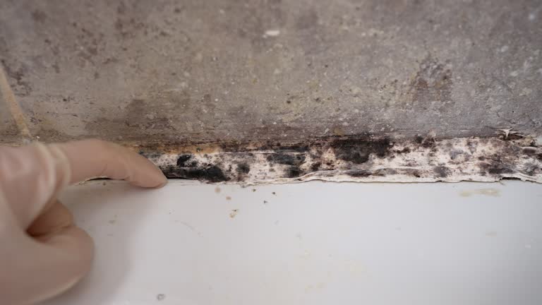 Best Airborne Mold Testing  in Orange City, FL